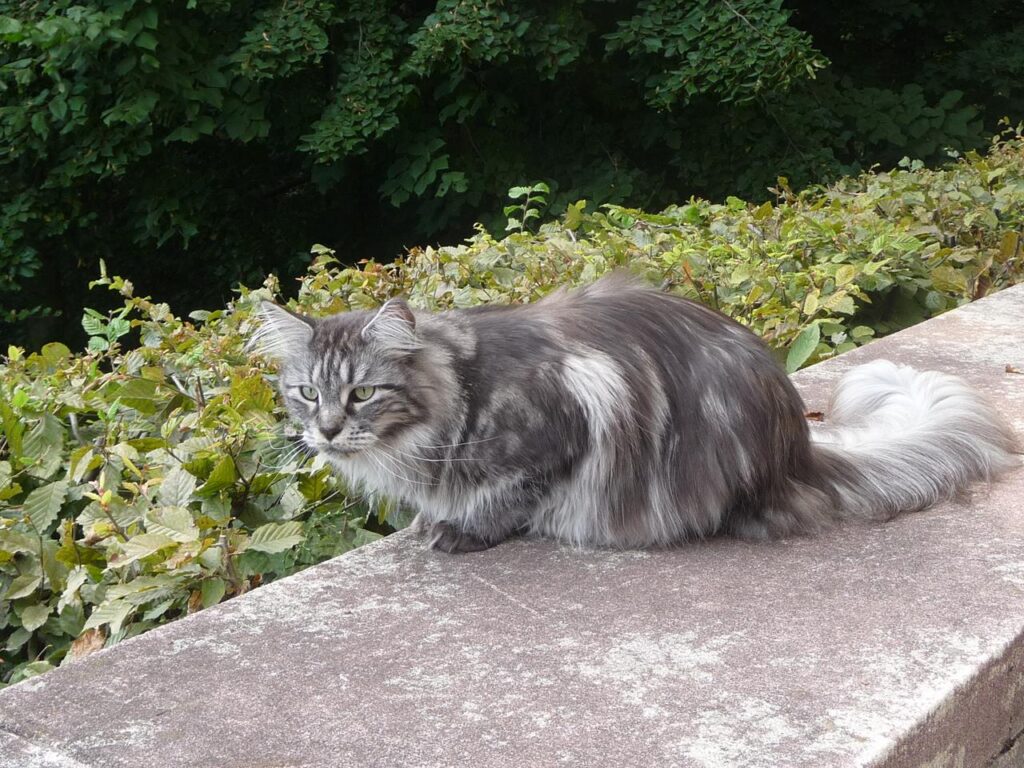 Katze Lichtenwalde, Foto: Gerhard Störmer