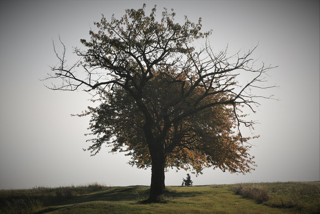 Alt wie ein Baum