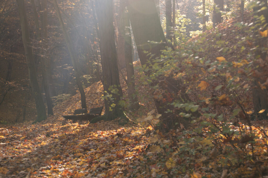 Herbstlicher Wald