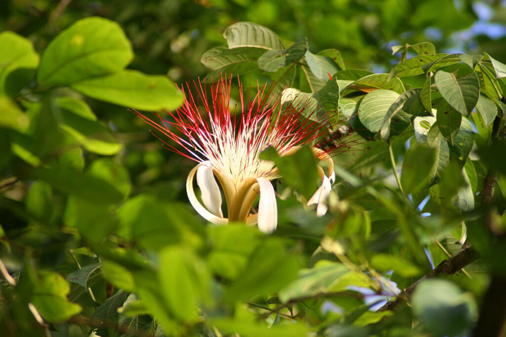 Regenwald in Venezuela