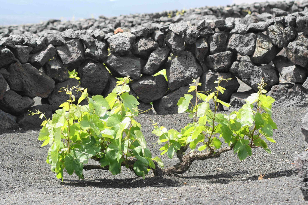 Weinanbau auf Lanzarote