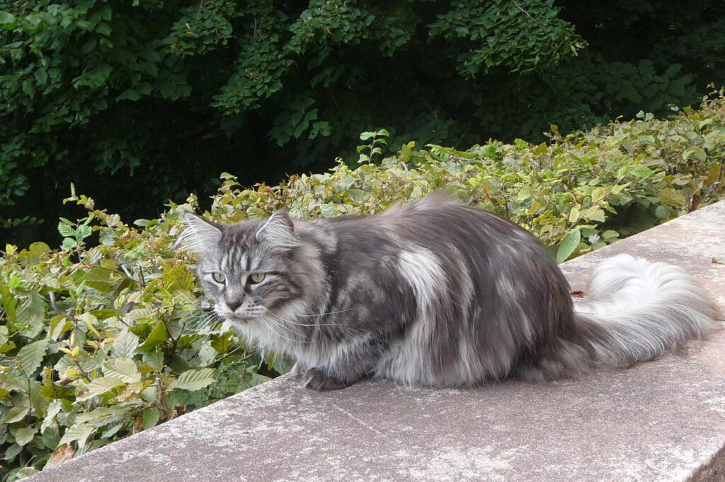Katze Lichtenrade, Foto: Gert Störmer