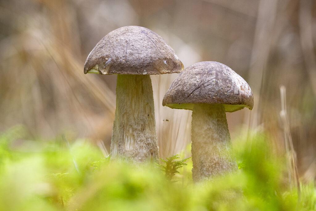Birkenpilze, Foto: Andreas Hubl