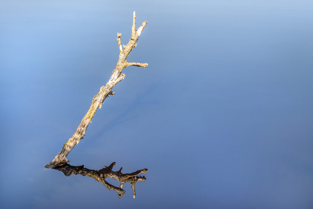 Astspiegelung im Wasser