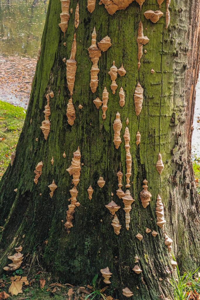 Künstlerischer Baumpilz, Foto: Frieder Herrmann
