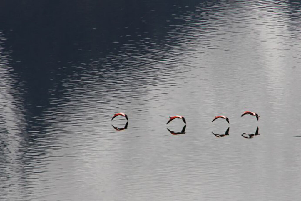 Flamingos am See Chungara, Foto: Matthias Köhler