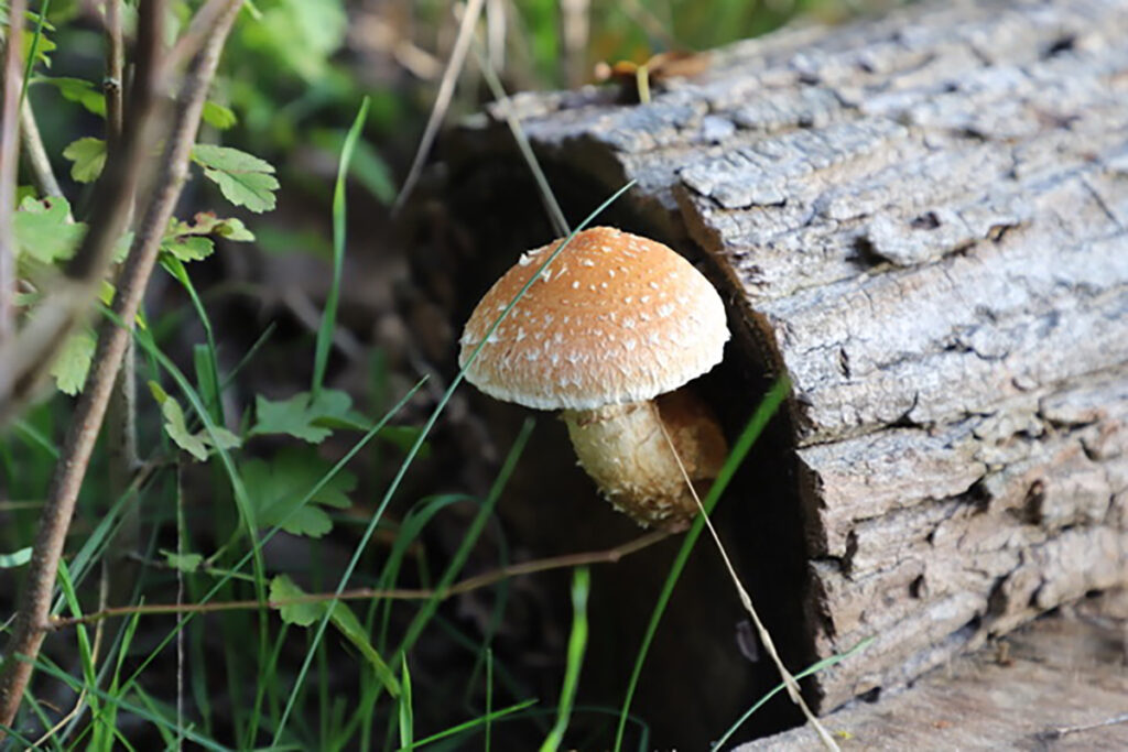 Pappel-Schüppling, Foto: Dietmar Graf