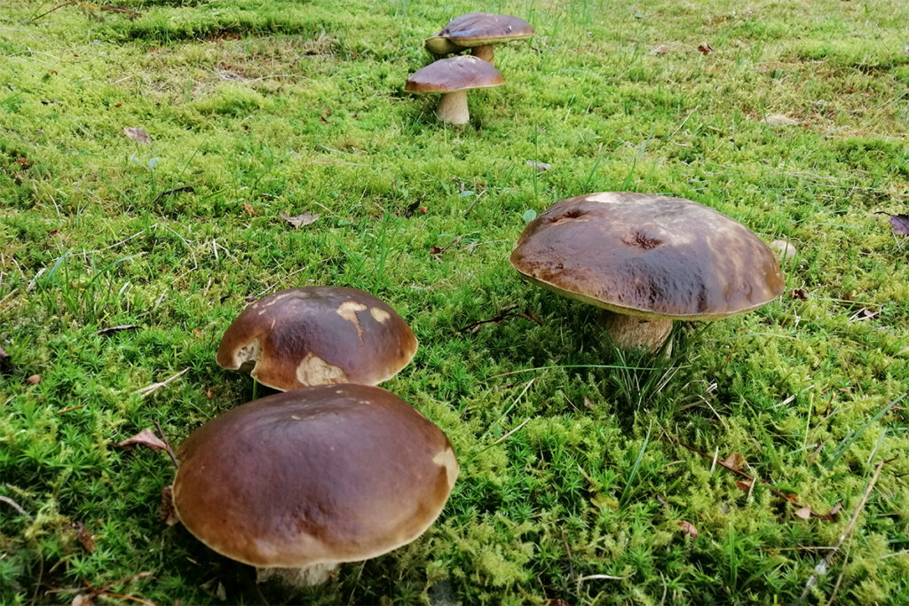 Steinpilze, Foto Falk Müller
