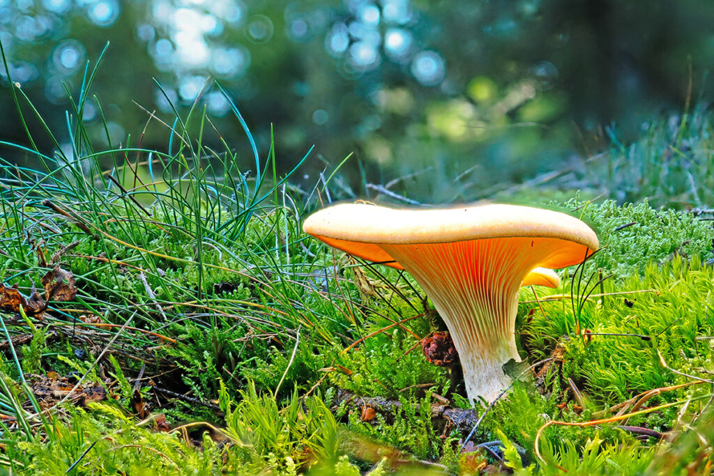 Pilz, Foto: Gerold Pöhler